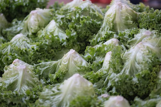 Lechuga Repollada Fresca