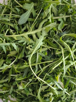 Rúcula Fresca