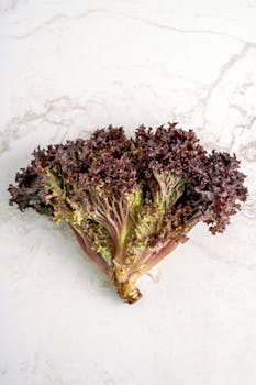 Lechuga Morada Fresca
