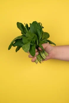 Espinaca Fresca